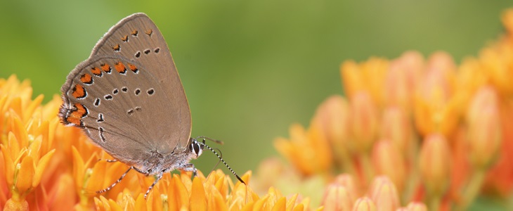 If you build it, they will come – pollinators, that is