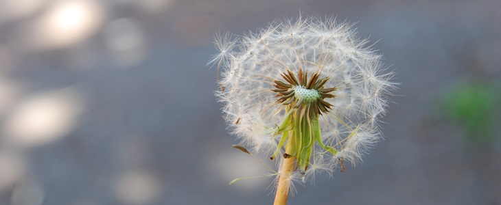 The lowly dandelion: Ready for a close-up?