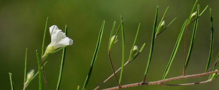 Getting botanically literate in the Garden State