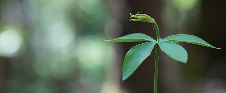 Planning Ahead to Protect New Jersey’s Biodiversity