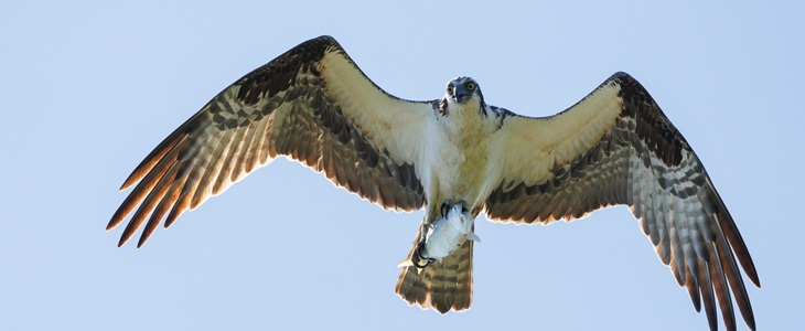 Ospreys: Too soon for a victory dance?