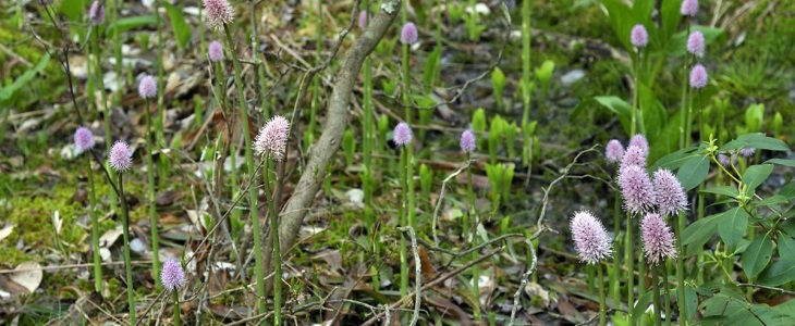 Endangered, but not always protected