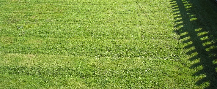 Recognizing local efforts to conserve water – starting with lawns!