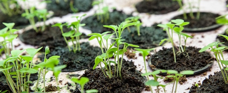 Jersey Fresh, on another level