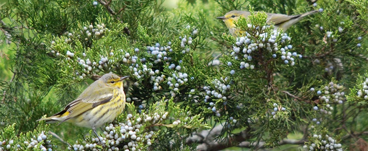 Finding peace and rejuvenation through mindful birding