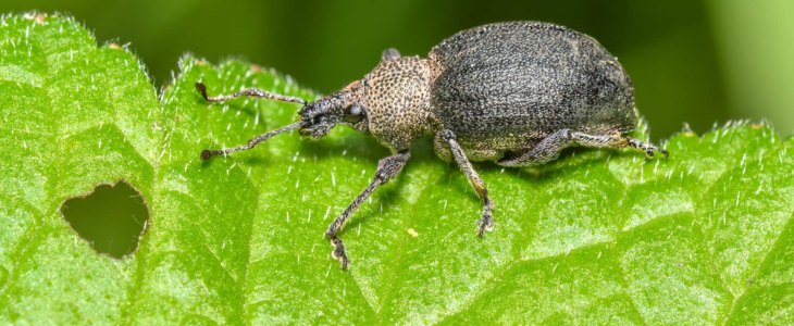 Beneficial insects raised to protect nature and crops