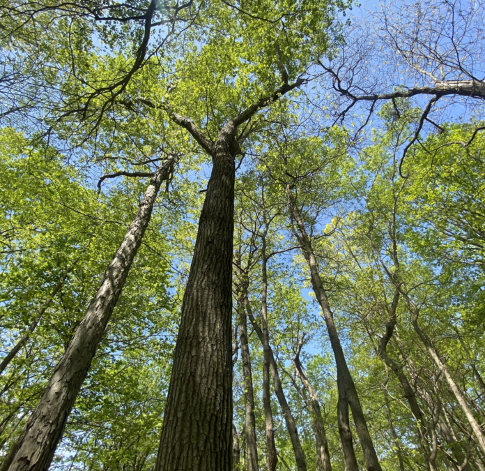 Spring at Cheesequake State Park