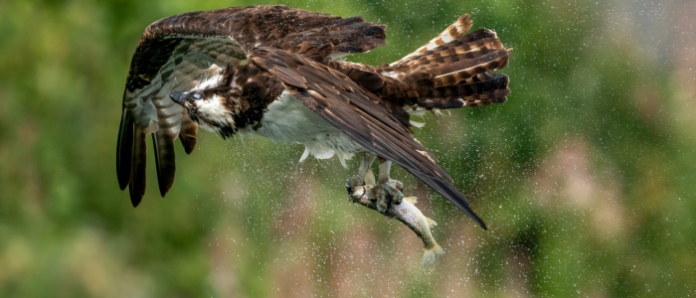 ‘Forever chemicals’ threaten New Jersey’s water and wildlife