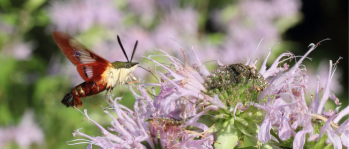 Mighty moths, our unsung pollinators