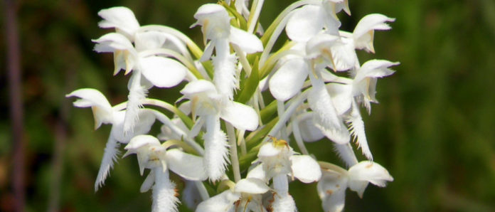 New Jersey’s wild orchids