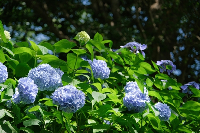 Princeton Community Calendar, August 7-13