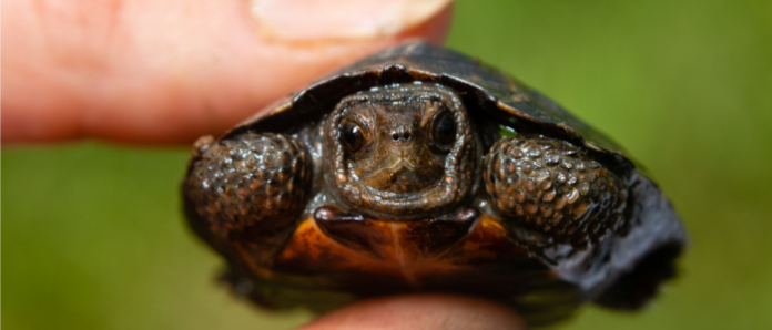 Federal actions threaten New Jersey whales, sea turtles, and much more