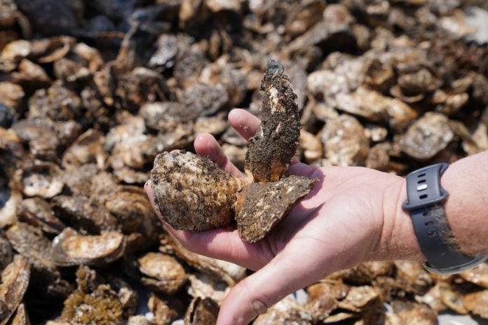 Shellfish farmers warn overregulation could drive NJ aquaculture to ‘extinction’