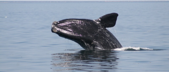 It’s time to step up for the North Atlantic right whale