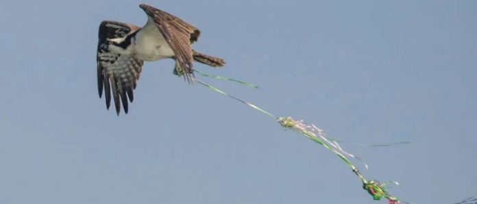 Balloon pollution is spoiling the party for wildlife