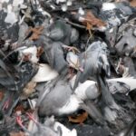 Pigeon Pile 2