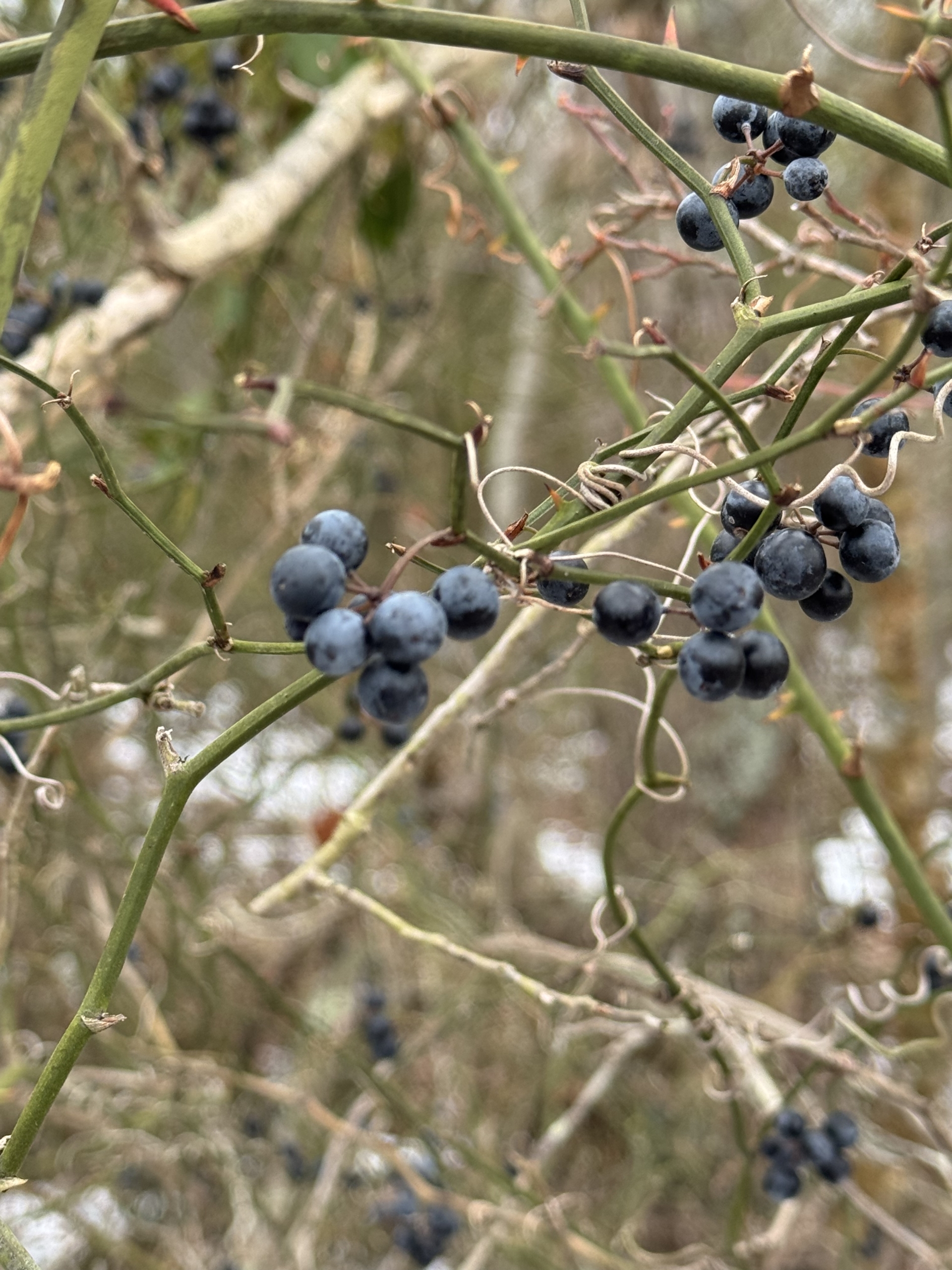 Thicket of Thorns | South Jersey Media