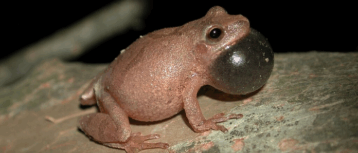 Spring Peeper Frog (1)