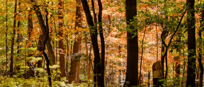 NJ Forest - Bogumil Kozera (1)