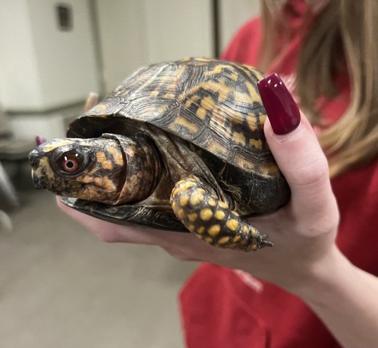 Kids and animals interact at wildlife event