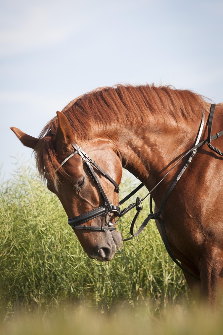 Property quarantined after EHV-1 horse infection