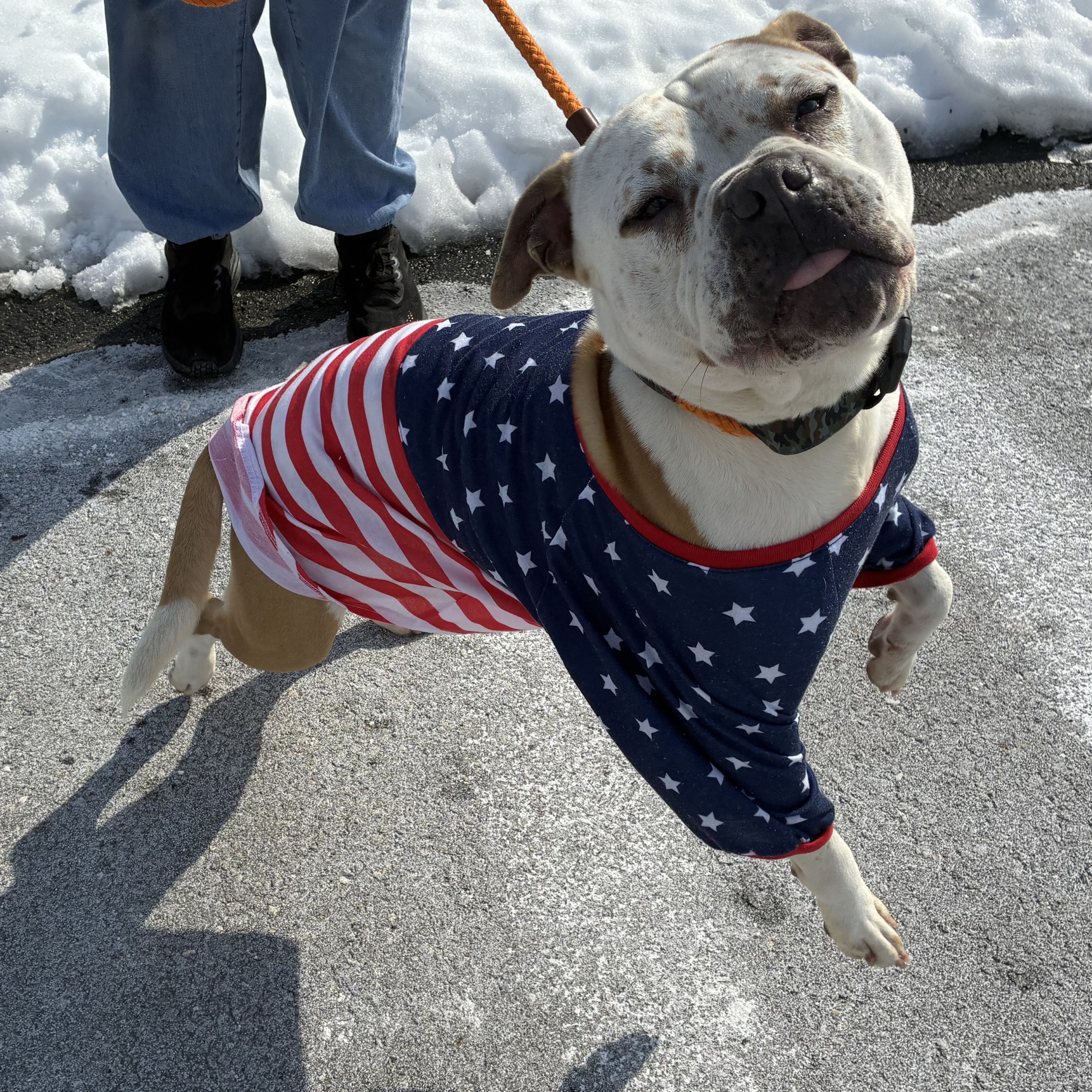 Animal Shelter pets root for Olympic golds and forever homes