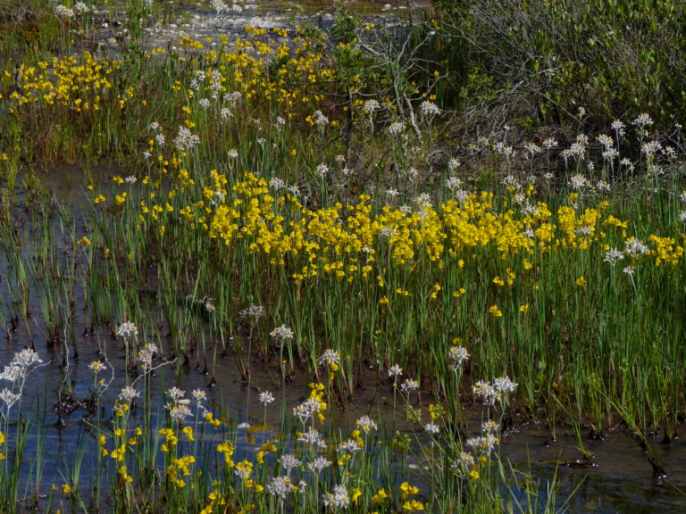 Treat for the Pine Barrens: An 18th-century science writer