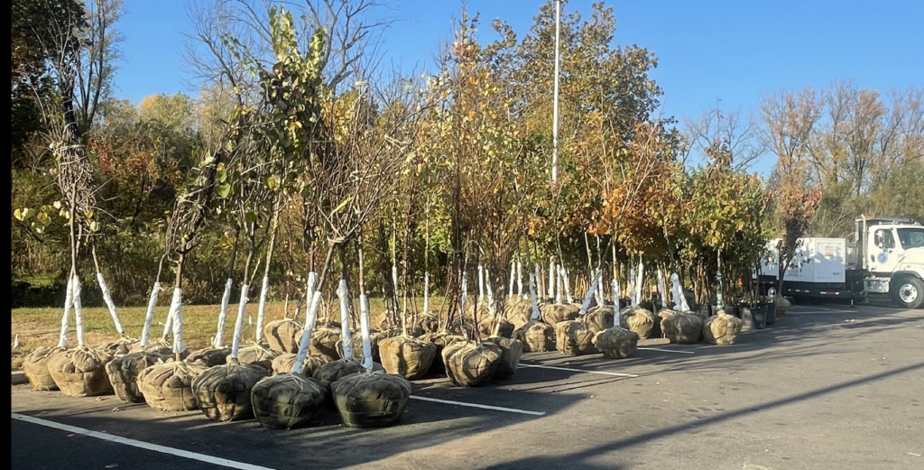 The current image has no alternative text. The file name is: tree-planting-2-e1776375588757.jpeg