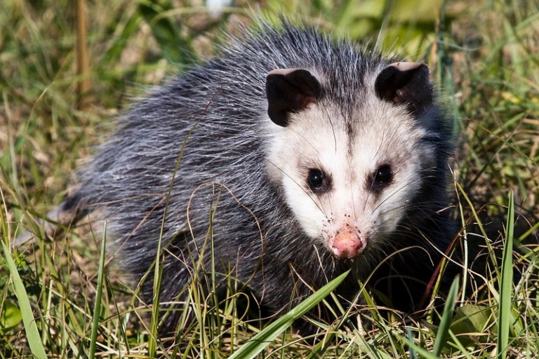 New Jersey’s misunderstood marsupial