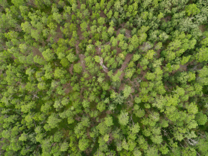 Aerial,Photograph,Of,The,New,Jersey,Pine,Barrens