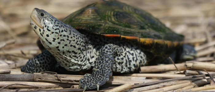 Diamondback terrapins: Another New Jersey jewel
