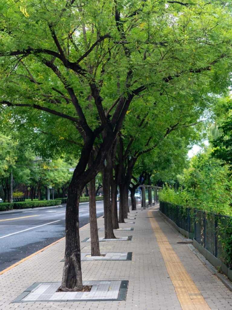 Trees make a difference in Camden